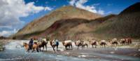 Camel crossing while on tour in Mongolia | Cam Cope