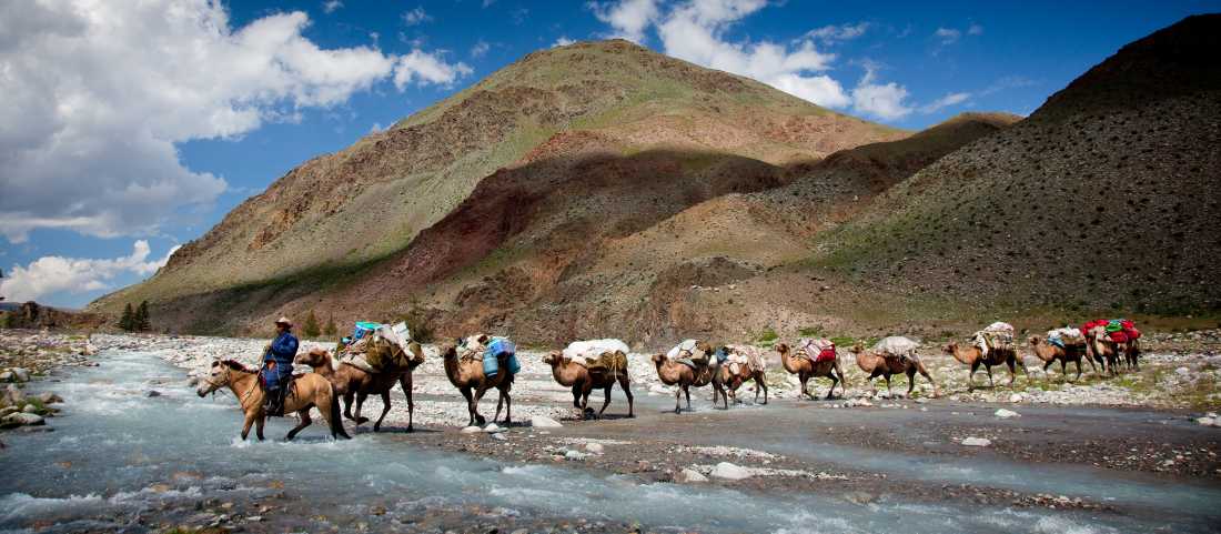 camel crossing Mongolia