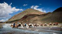 Camel crossing, Mongolia -  Photo: Cam Cope