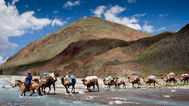 Camel crossing while on tour in Mongolia | Cam Cope