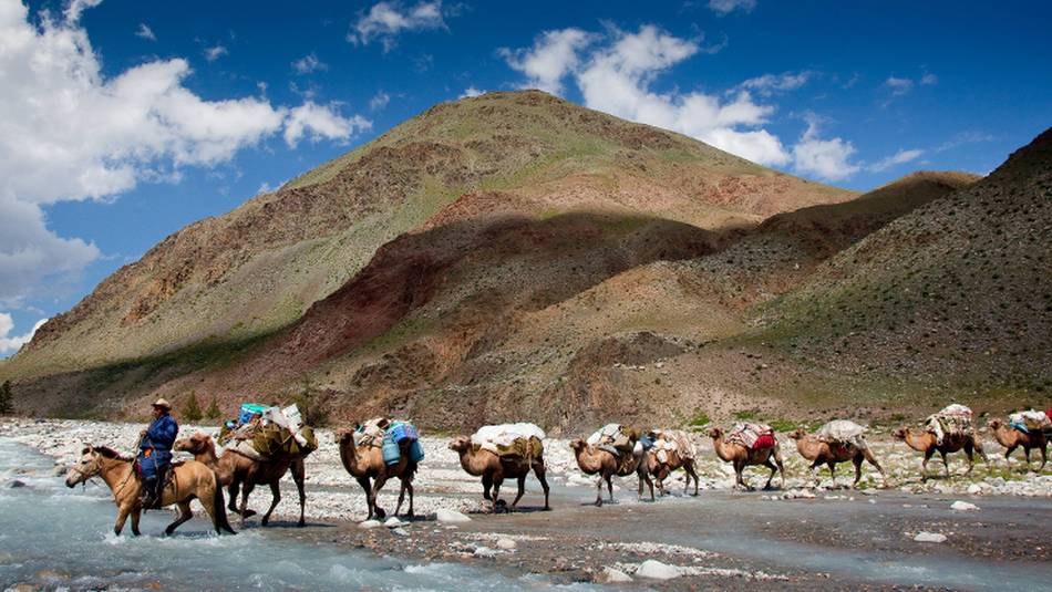 Camel crossing while on tour in Mongolia | Cam Cope
