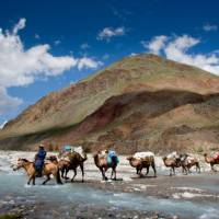 Camel crossing while on tour in Mongolia | Cam Cope