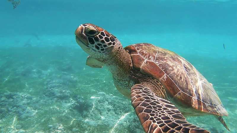 Caption: Swim alongside graceful sea turtles in their natural habitat during a memorable snorkeling experience in the Philippines. - A Culinary Expedition Through the Philippines with Chef Matthew Astorga, Philippines