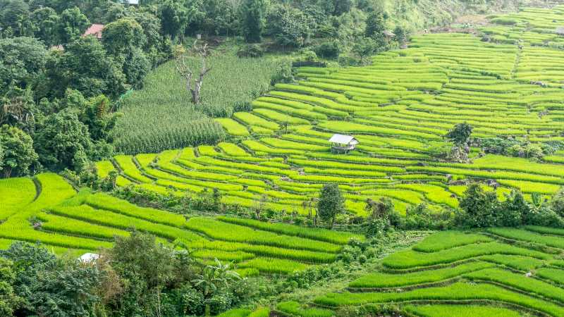 Rice-terraces in Thailand's north
