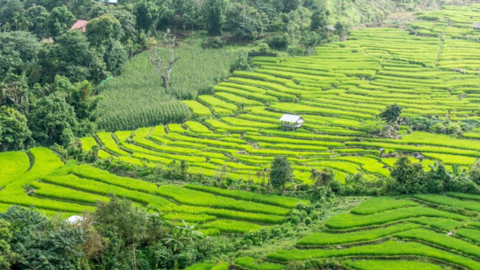Rice-terraces in Thailand's north