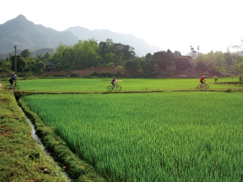 Riding through rice paddies in Vietnam&#160;-&#160;<i>Photo:&#160;Amanda Fletcher</i>