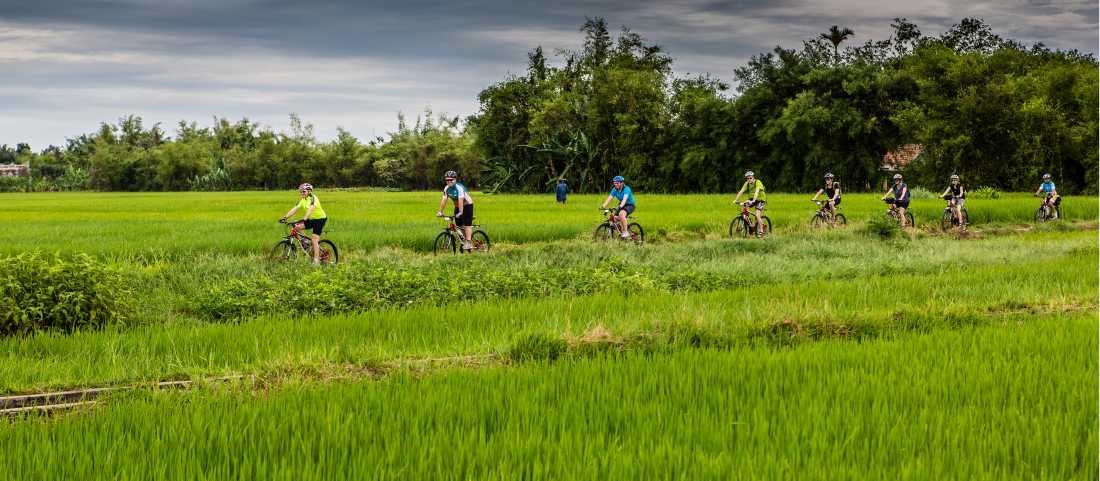 Rice cycle