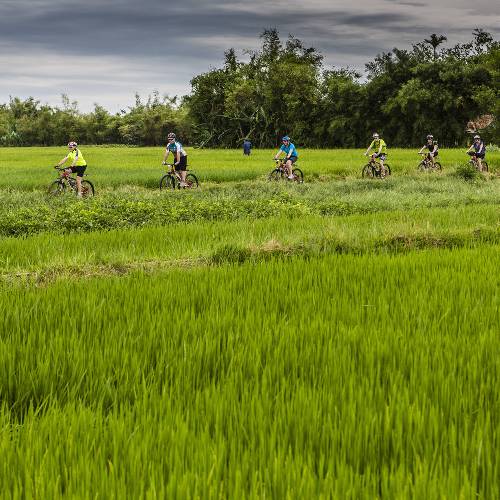 Rice paddy cycling in Vietnam