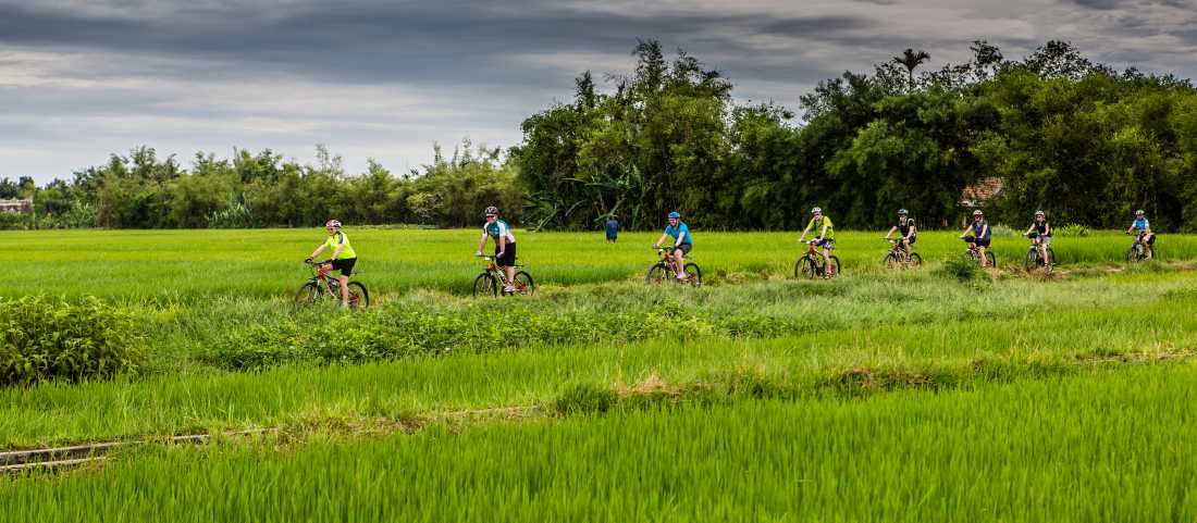 Rice cycle