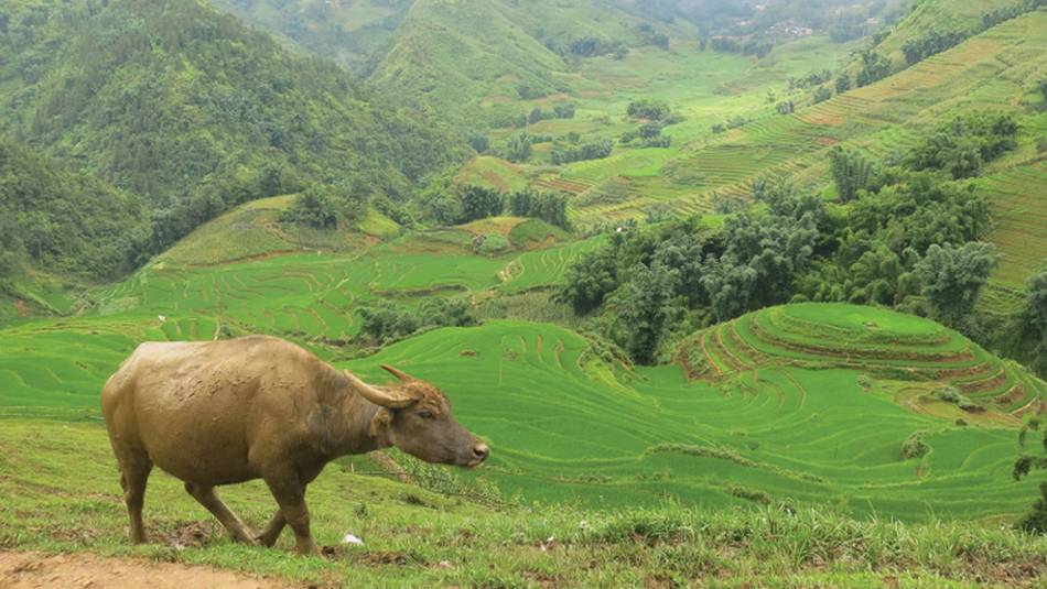 Hiking through the beautiful landscape in Sapa Vietnam | Sarah Hunt