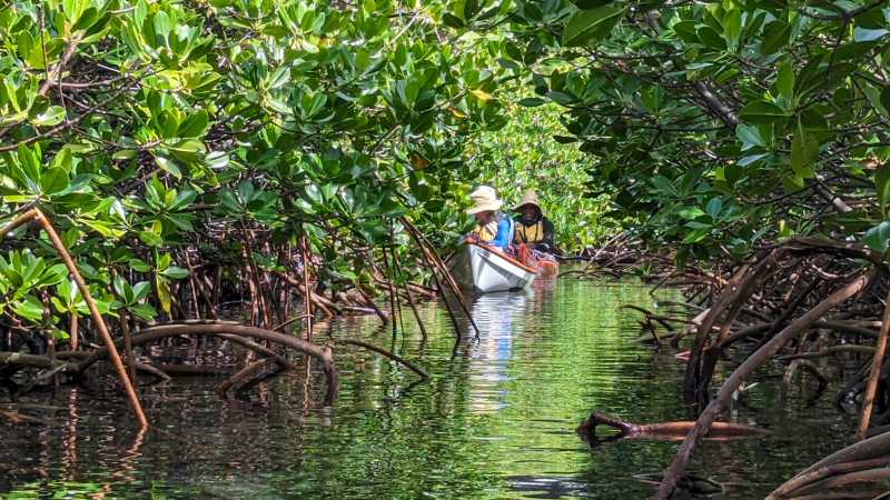 Kayaking through sheltered mangrove waterways