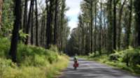 Cyclist pedaling past the forest regrown after the Myrtle Mountain fires |  <i>Ross Baker</i>
