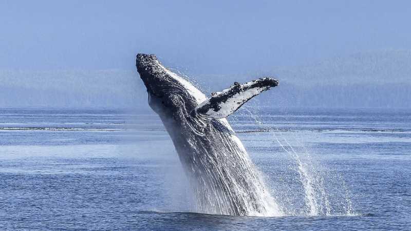 Whales can be spotted off the coast