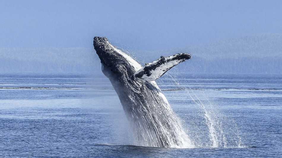 Whales can be spotted off the coast