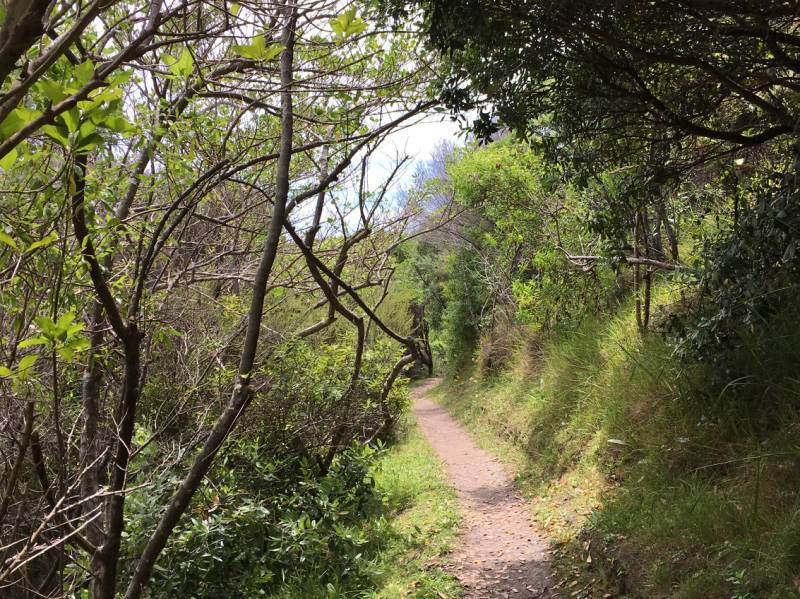 The Te Ara Hura trails take you through some lush forests on Waiheke | Gabrielle Young