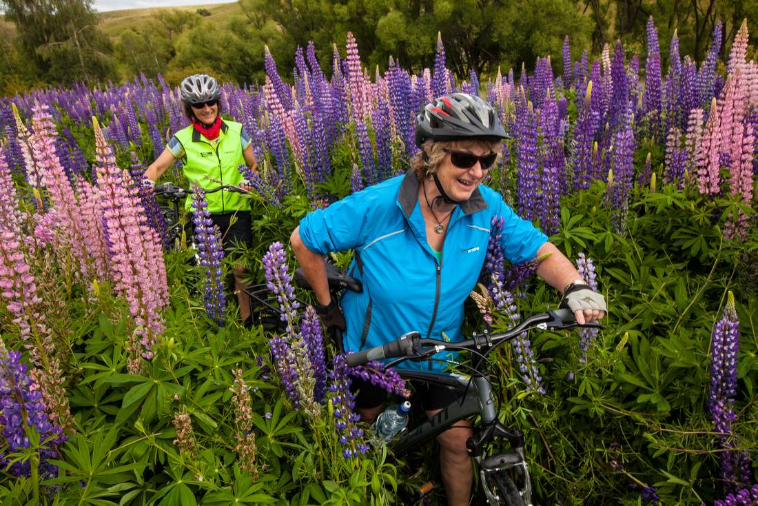 Cyclists push bikes through lupin lined trail near Lindis Pass, Mackenzie Country |  <i>Colin Monteath</i>