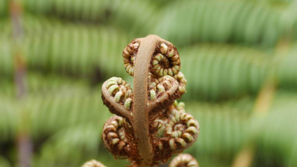 Forest therapy and new life | N Tambolash