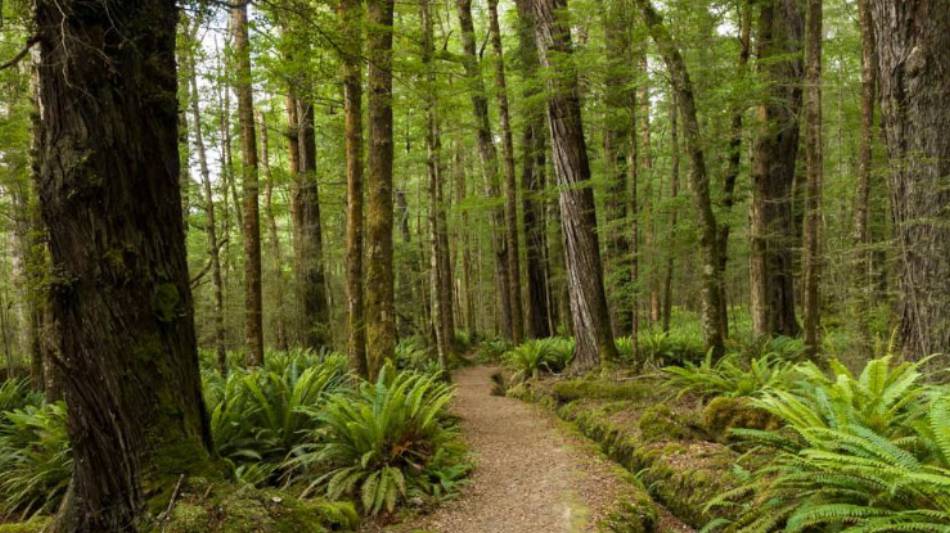 Walking through native forest on the Kepler Track along the Waiau River | Douglas McKay
