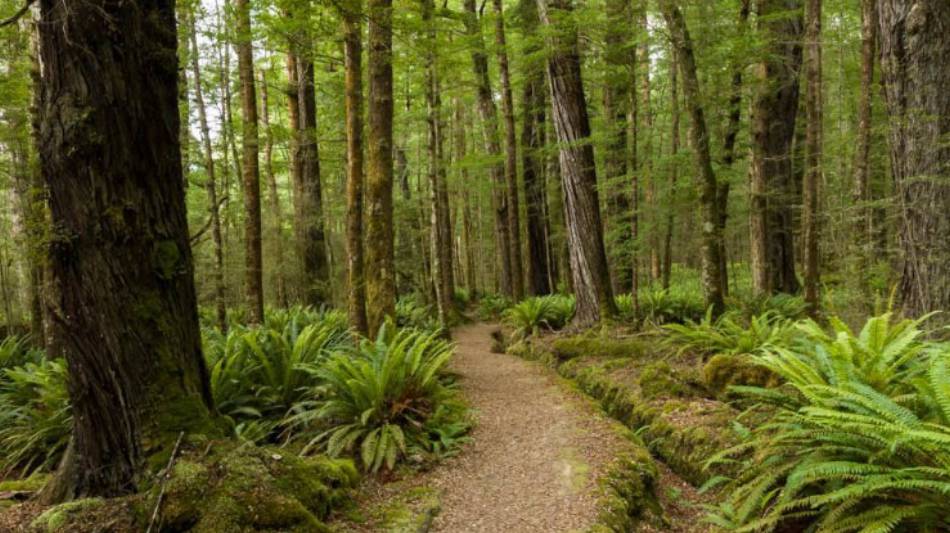 Walking through native forest on the Kepler Track along the Waiau River | Douglas McKay