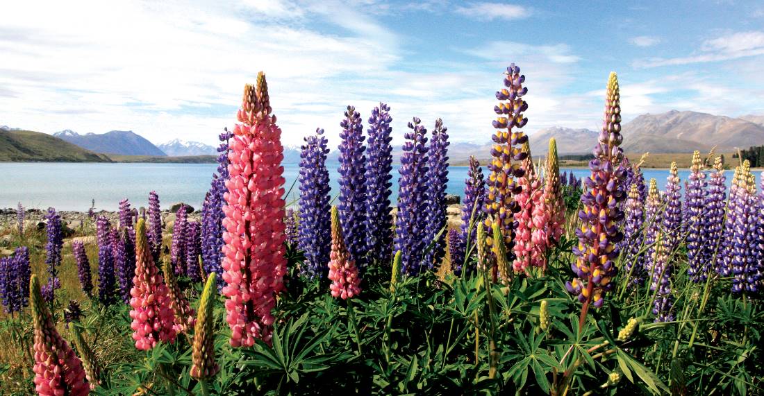 Beautiful local flora around New Zealand's Lake Tekapo |  <i>Learna Cale</i>