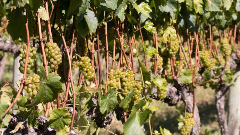 Marlborough vineyard | Carol Prantner