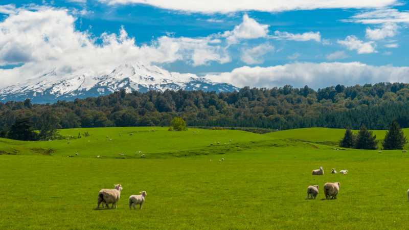 Scenery along the Mt Ruapehu & the 3 Rivers cycle | Adventure South NZ