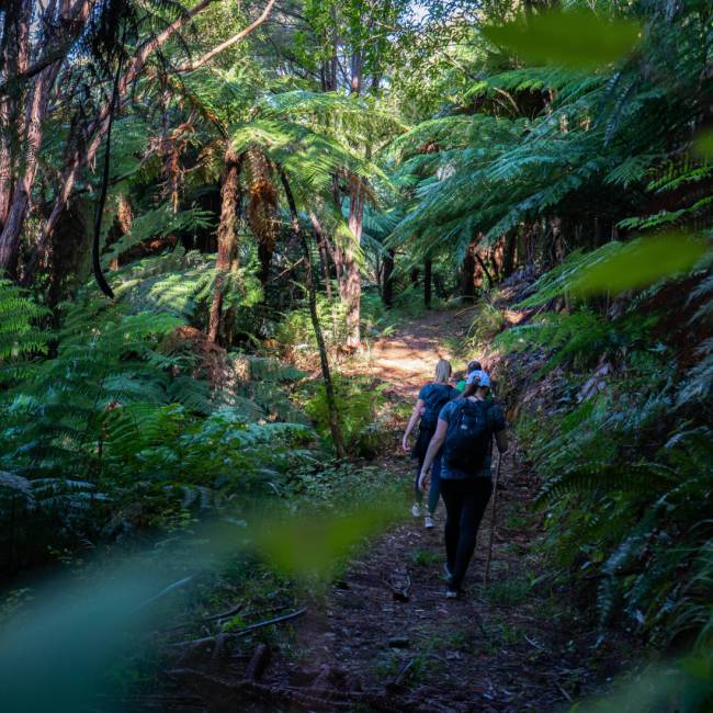 Walking along the Nydia Track | MarlboroughNZ