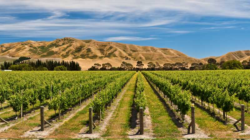 Panorama of Awatere vineyards | Colin Monteath