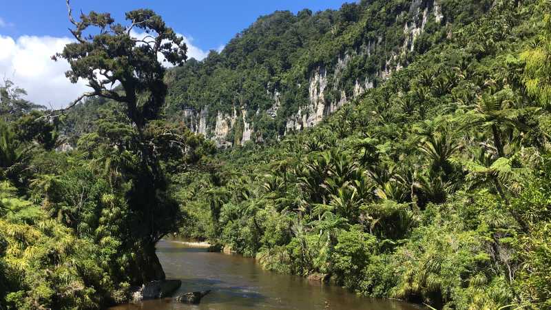 Experience lush west coast bush with a walk through the Pororari River Gorge | Sandra Appleby
