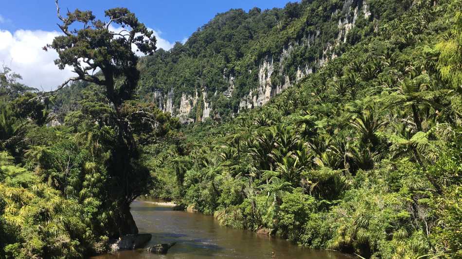 Experience lush west coast bush with a walk through the Pororari River Gorge | Sandra Appleby