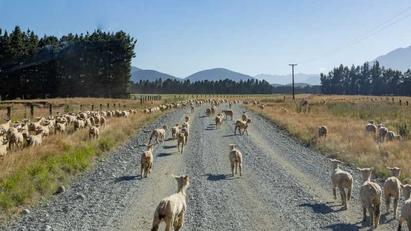 Making new friends with the most populous locals in Aotearoa New Zealand: Sheep! On the road to Mavora Lakes. | Izzi Barton