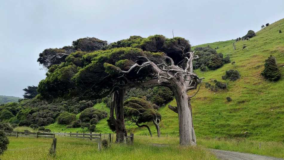 Southland prevailing wind! | Annie Lowerson