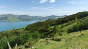 First stretch of the trail from Onuku Farm heading onto the Banks Peninsula Hike