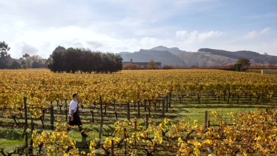 Enjoy exploring the wineries in Hawkes Bay | Matt Crawford
