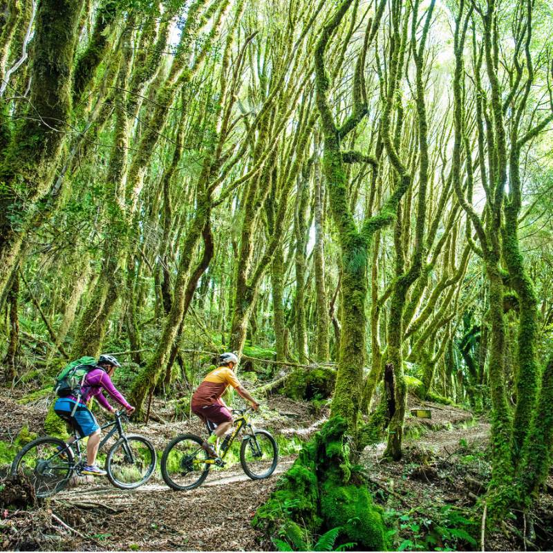 Cycling through spiralling forest on the Timber Trail | StudioZag.com
