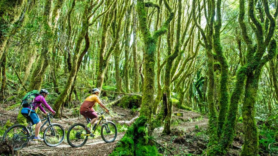 Cycling through spiralling forest on the Timber Trail | StudioZag.com