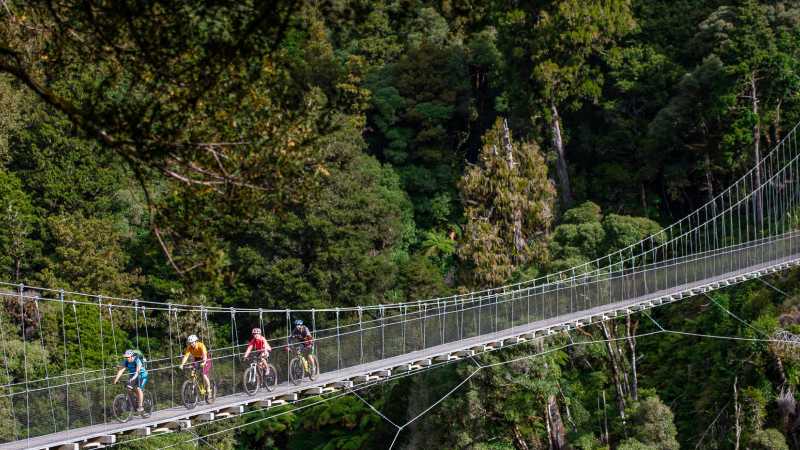 Fully immerse yourself in North Island native bush. | StudioZag.com