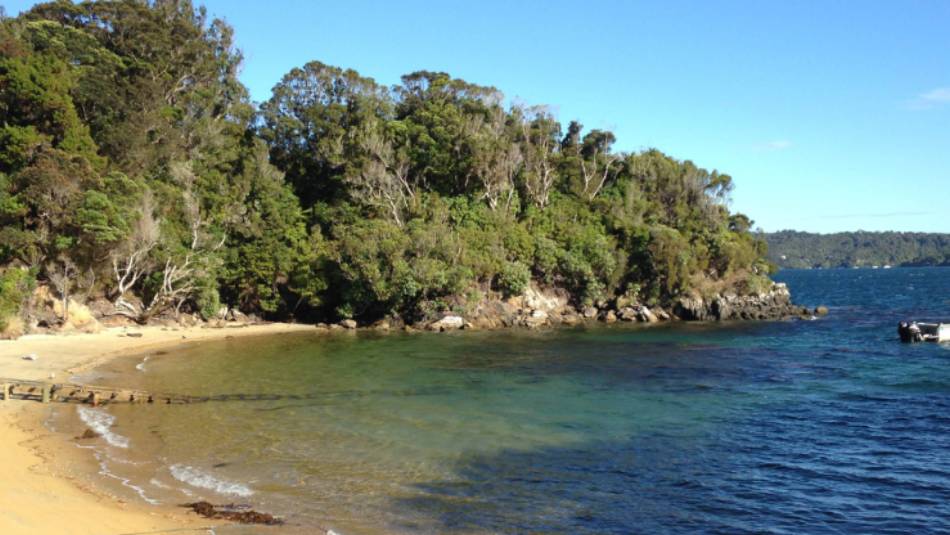 Predator-free Ulva Island off Stewart Island | Janet Oldham