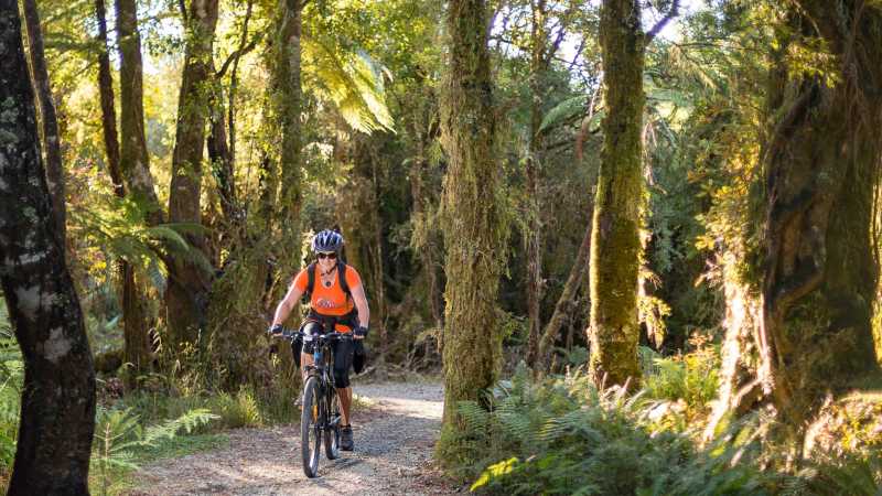 Cycling through lush forest on the West Coast Wilderness Trail | Stephen Roberts