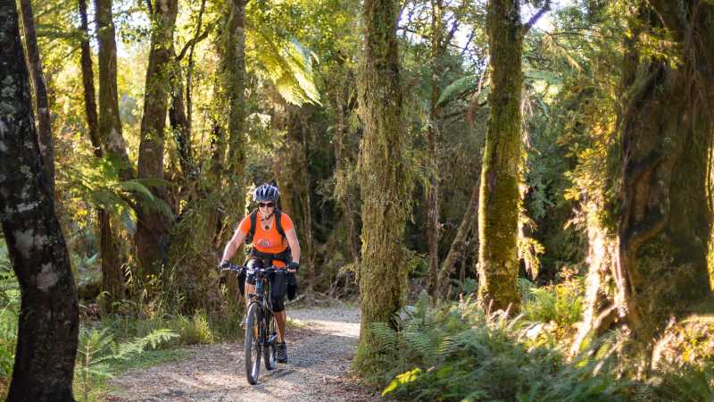 Cycling through lush forest on the West Coast Wilderness Trail | Stephen Roberts