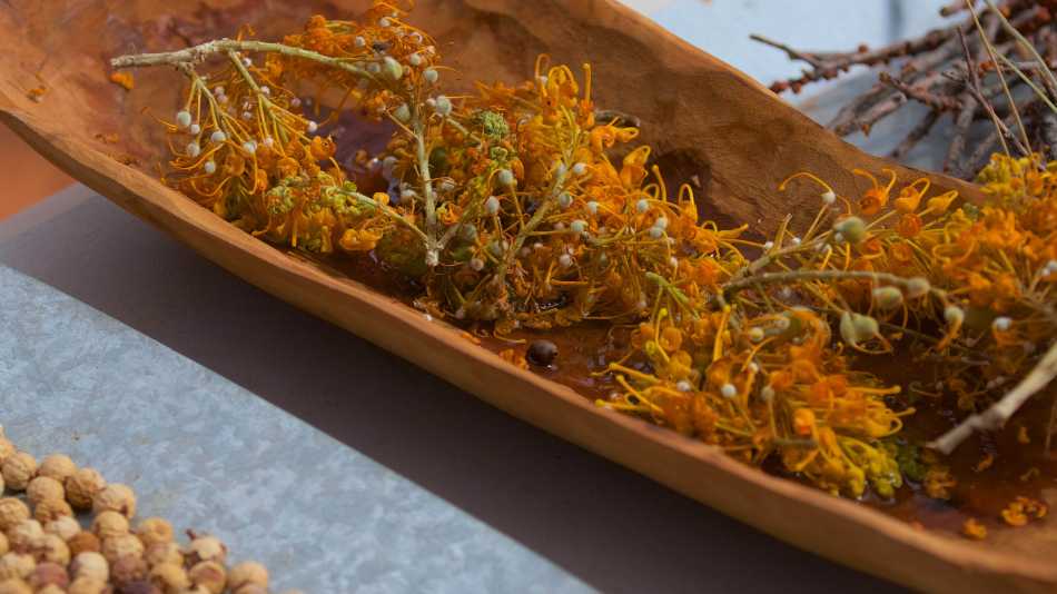 Guides showcasing bush foods during an Indigenous cultural experience | Tourism NT/Chris Tangey