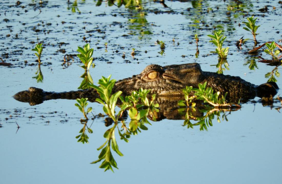 Salt water crocodile swimming in the Yellow Water Lagoon |  <i>Holly Van De Beek</i>
