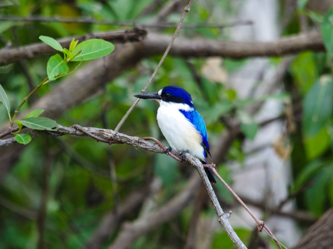 Kakadu is home to a huge range of birds including the Forest Kingfisher |  <i>Rhys Clarke</i>