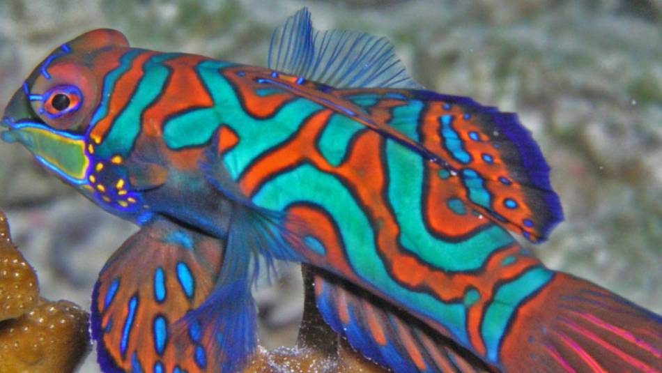 The brightly coloured Mandarin Fish, Palau