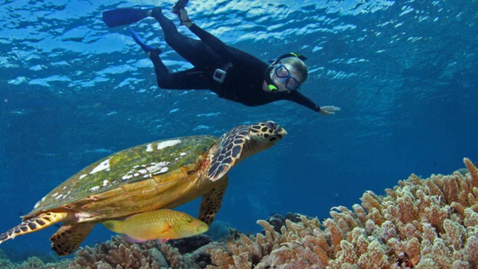 Close encounter with a Hawksbill Turtle in Palau