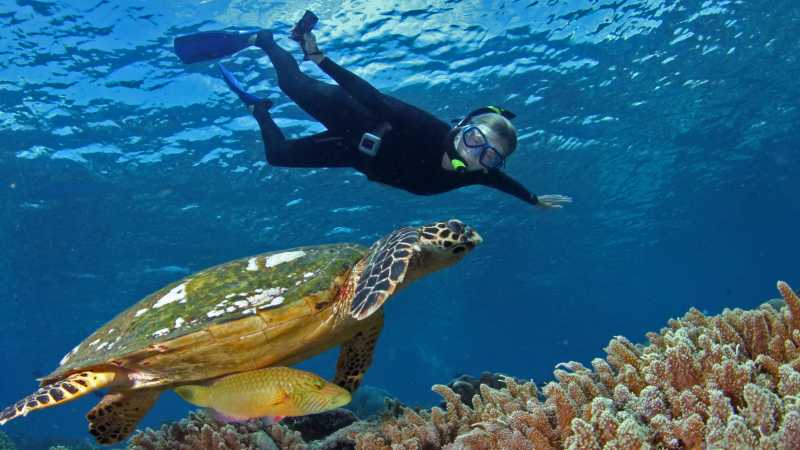 Close encounter with a Hawksbill Turtle in Palau