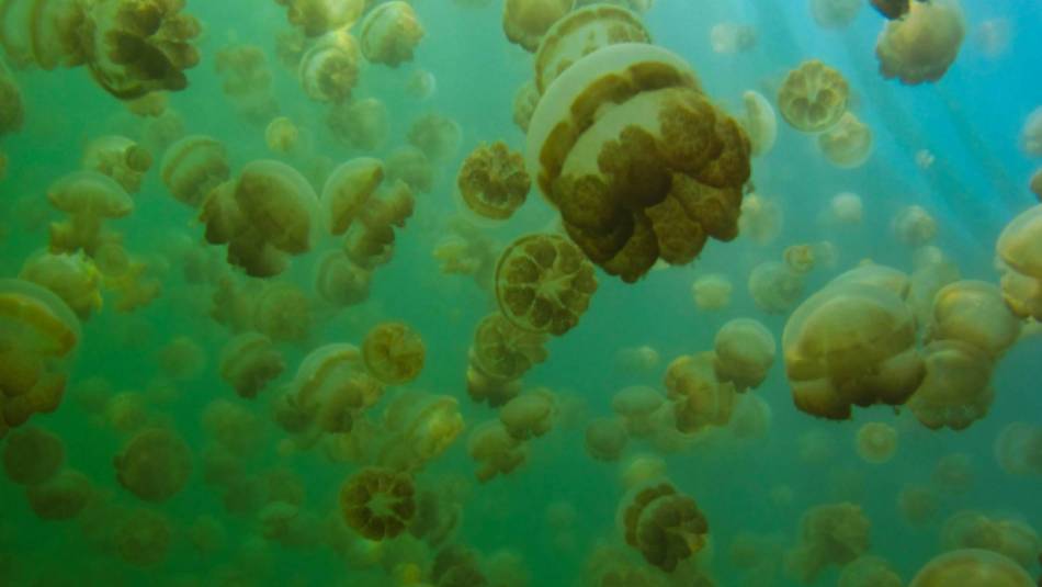 Jellyfish Lake in Palau | Sean Robertson