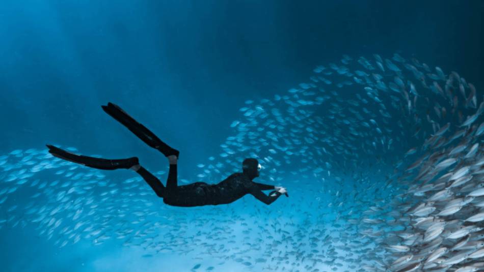 Marine life in abundance on Palau's coral reefs | Josh Burkinshaw