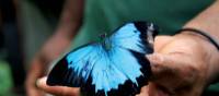 Beautiful butterfly along the Kokoda Track | Ken Harris