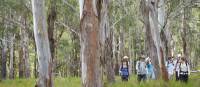 Walking through Eucalyptus forest